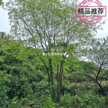 重庆巴南区赚宝苗圃精品丛生熟货皂角树价格美丽