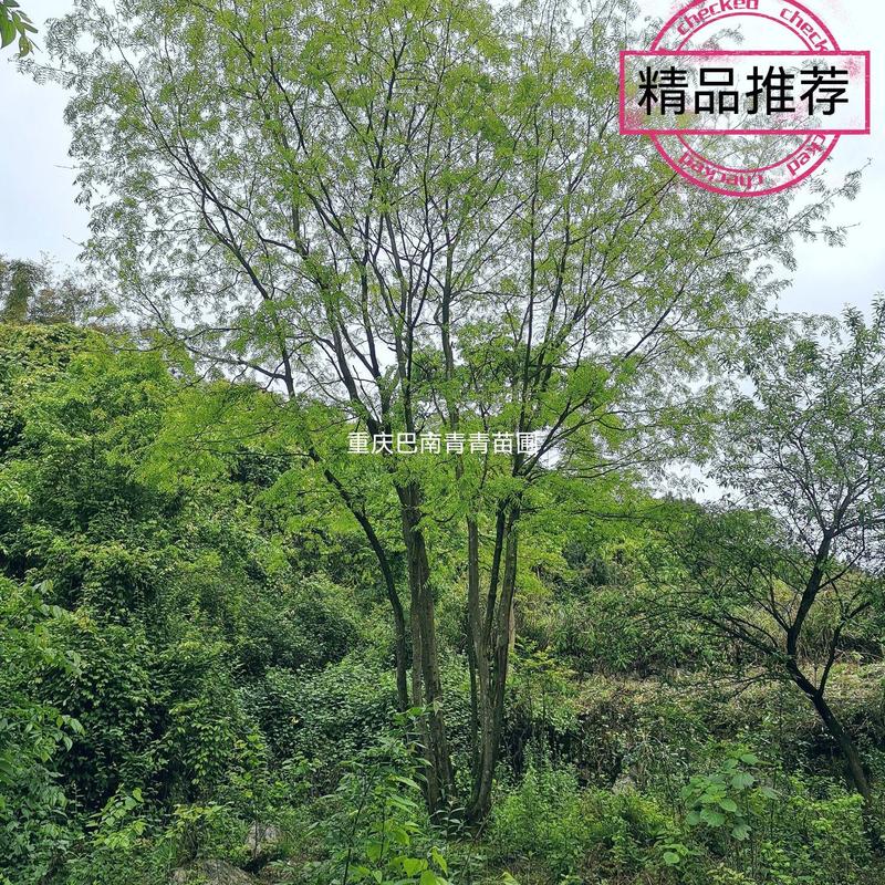 重庆巴南区赚宝苗圃精品丛生熟货皂角树价格美丽