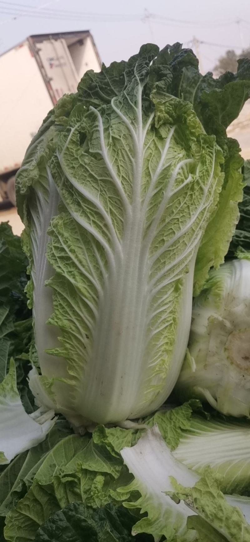 白菜大量上市中，黄芯菜，团头菜等品种都有，欢迎新老朋友前