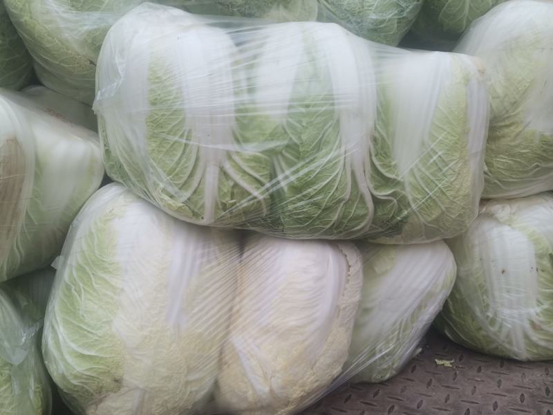白菜大量上市中，黄芯菜，团头菜等品种都有，欢迎新老朋友前