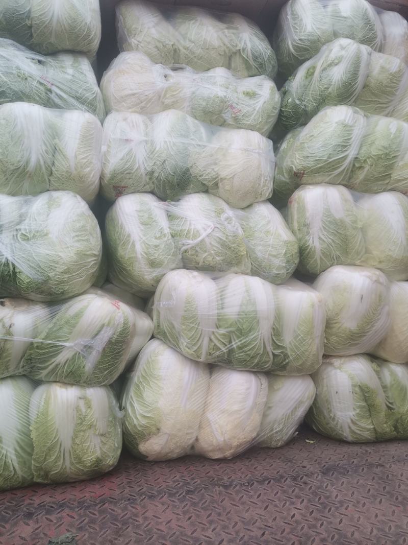 白菜大量上市中，黄芯菜，团头菜等品种都有，欢迎新老朋友前
