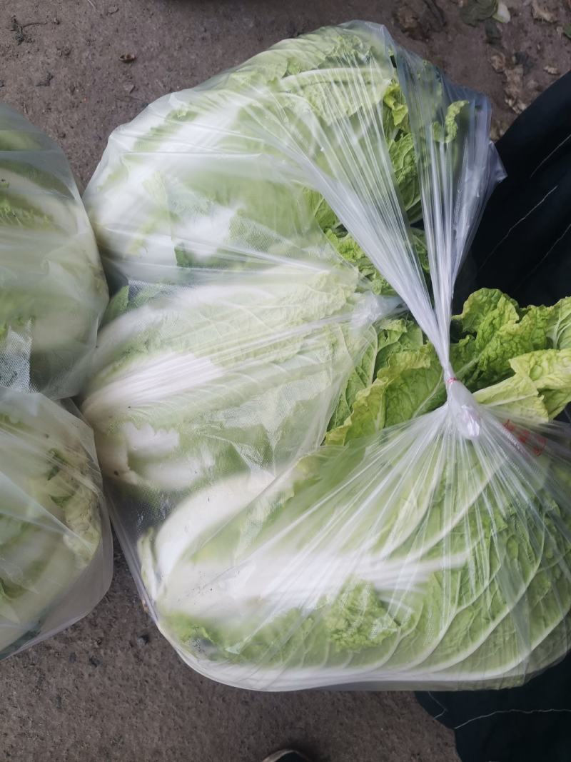 白菜大量上市中，黄芯菜，团头菜等品种都有，欢迎新老朋友前