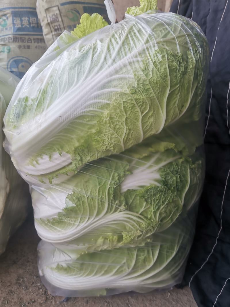 白菜大量上市中，黄芯菜，团头菜等品种都有，欢迎新老朋友前