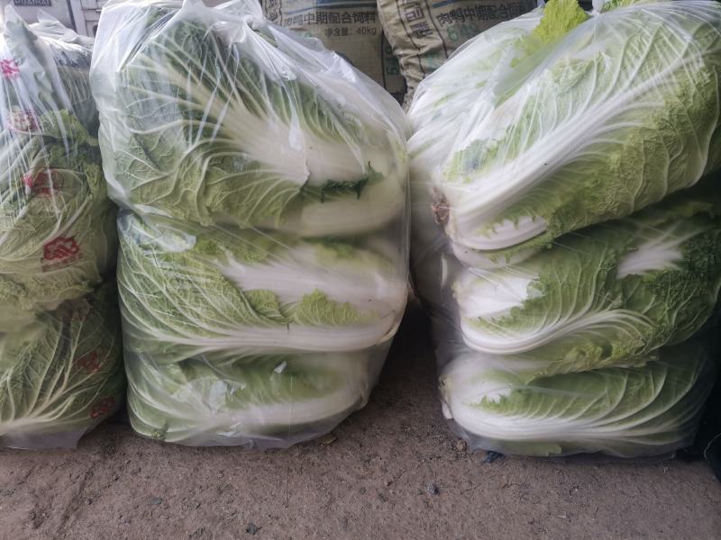 白菜大量上市中，黄芯菜，团头菜等品种都有，欢迎新老朋友前