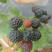 树莓苗黑树莓苗基地直发全程技术指导死苗补发