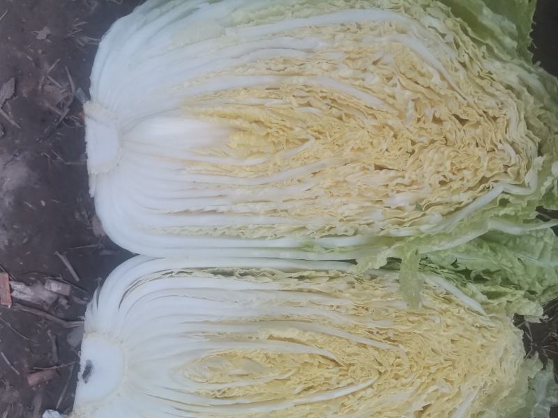 白菜大量上市中，黄芯菜，团头菜等品种都有，欢迎新老朋友前