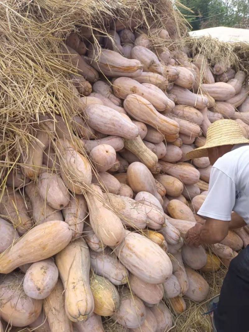 蜜本南瓜5斤以上长条形，质量保证，价格公道