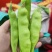 油豆角一点红九月青新鲜现摘商超供货电商一件代发