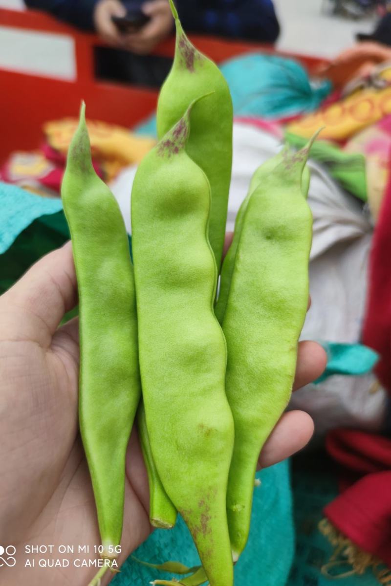 油豆角一点红九月青新鲜现摘商超供货电商一件代发
