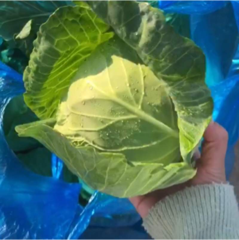精品甘蓝菜，大量上市