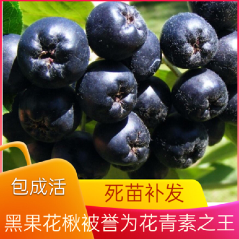 黑果花楸苗不老莓苗抗寒抗高温，基地直发，包成活