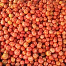 大红西红柿，精品