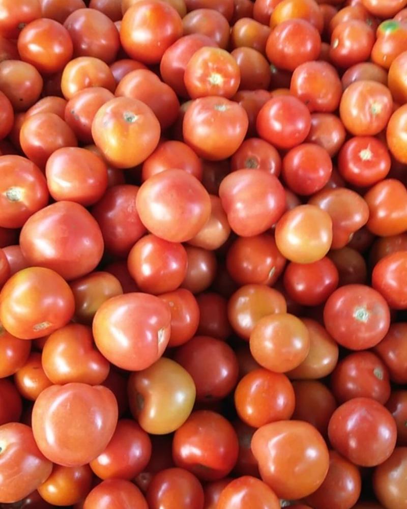 大红西红柿，精品