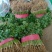 山东小叶香菜一手货源质量杠杠的货源充足量大价优