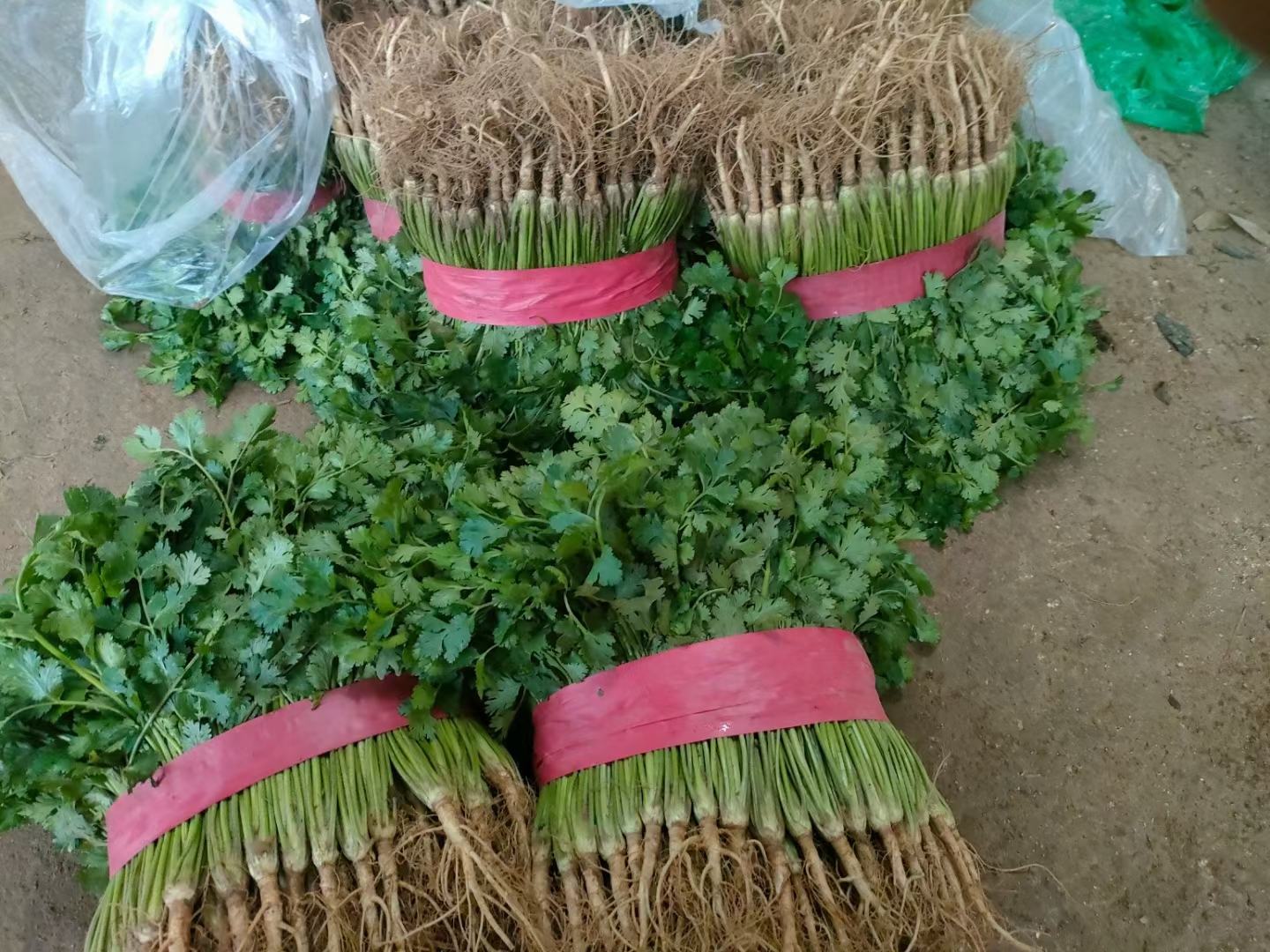 香菜与其他食材搭配示意图