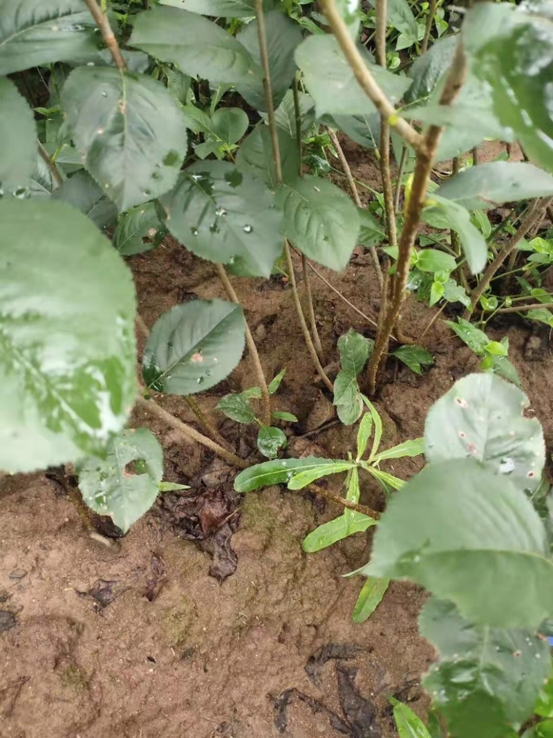 黑果花楸苗不老莓苗抗寒抗高温，基地直发，包成活
