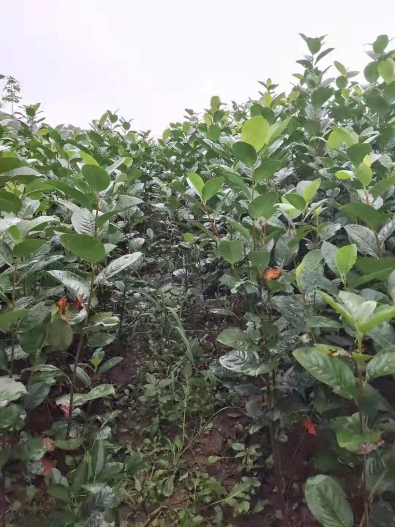 黑果花楸苗不老莓苗抗寒抗高温，基地直发，包成活