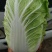 黄心白菜，心黄，棵均匀，重量5斤左右！棵型好！