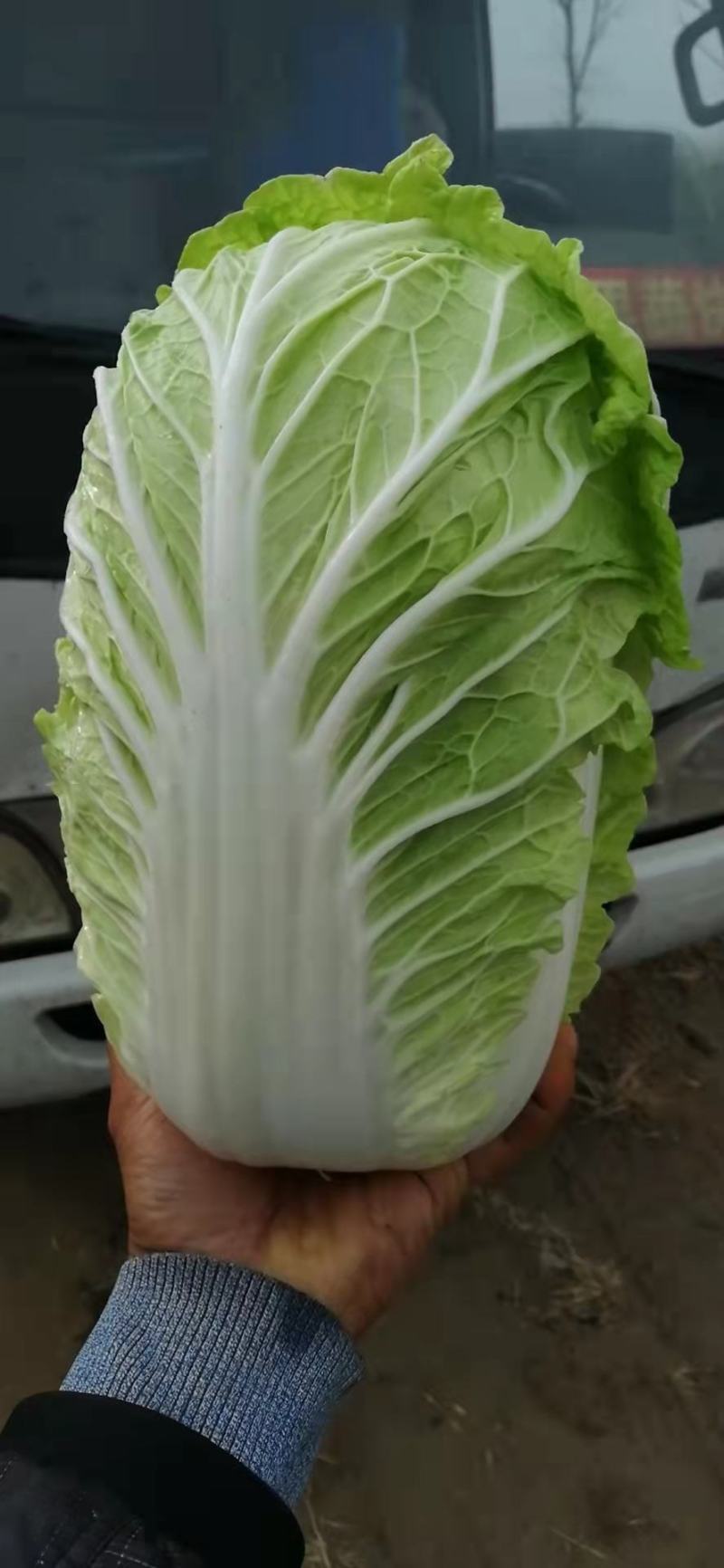 黄心白菜，心黄，棵均匀，重量5斤左右！棵型好！