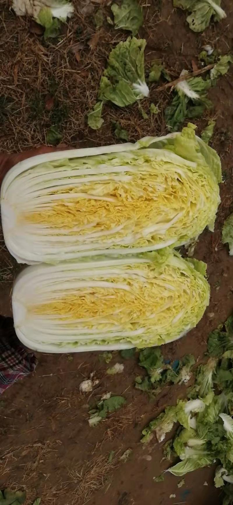 黄心白菜，心黄，棵均匀，重量5斤左右！棵型好！
