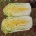 黄心白菜，心黄，棵均匀，重量5斤左右！棵型好！