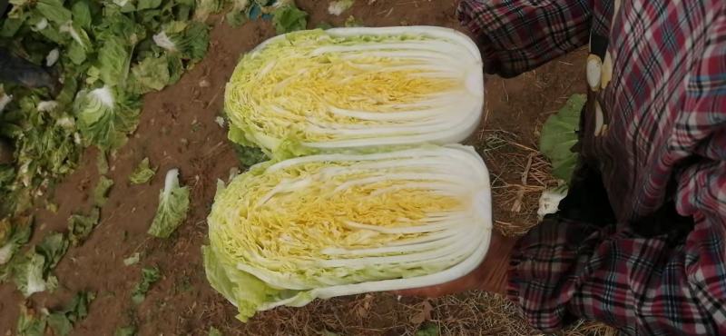 黄心白菜，心黄，棵均匀，重量5斤左右！棵型好！
