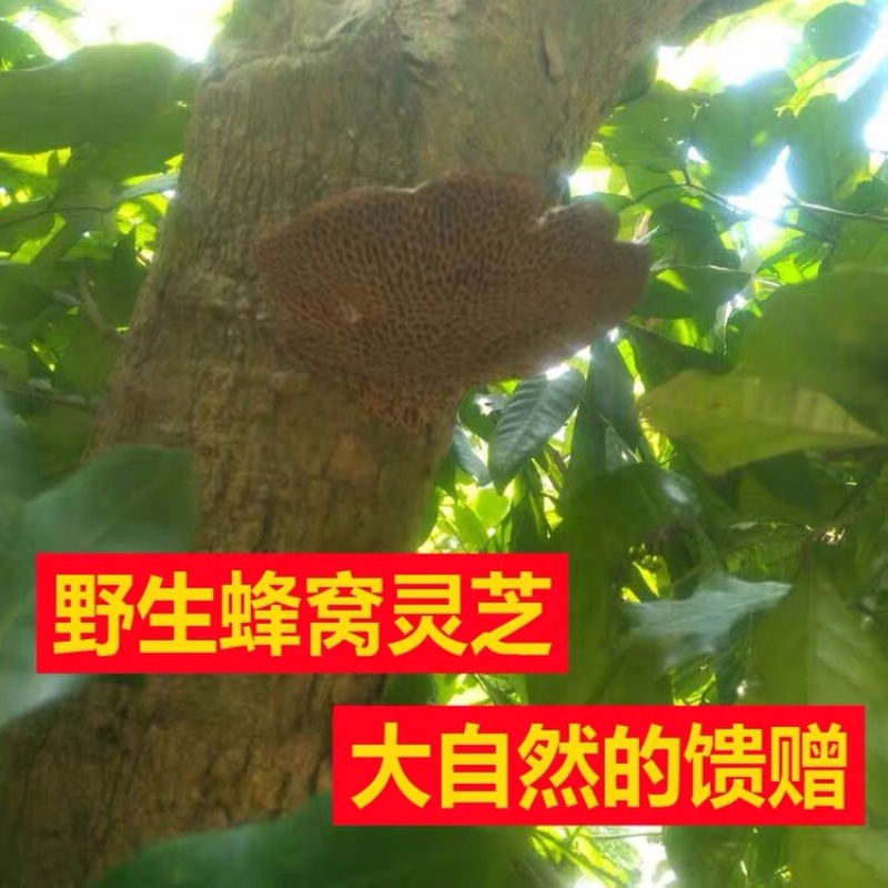 广西十万大山纯野生蜂窝灵芝500g毛蜂窝菌蜂窝层孔菌包邮