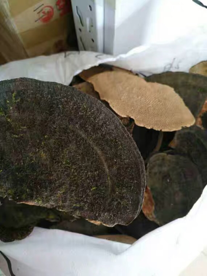 广西十万大山纯野生蜂窝灵芝500g毛蜂窝菌蜂窝层孔菌包邮