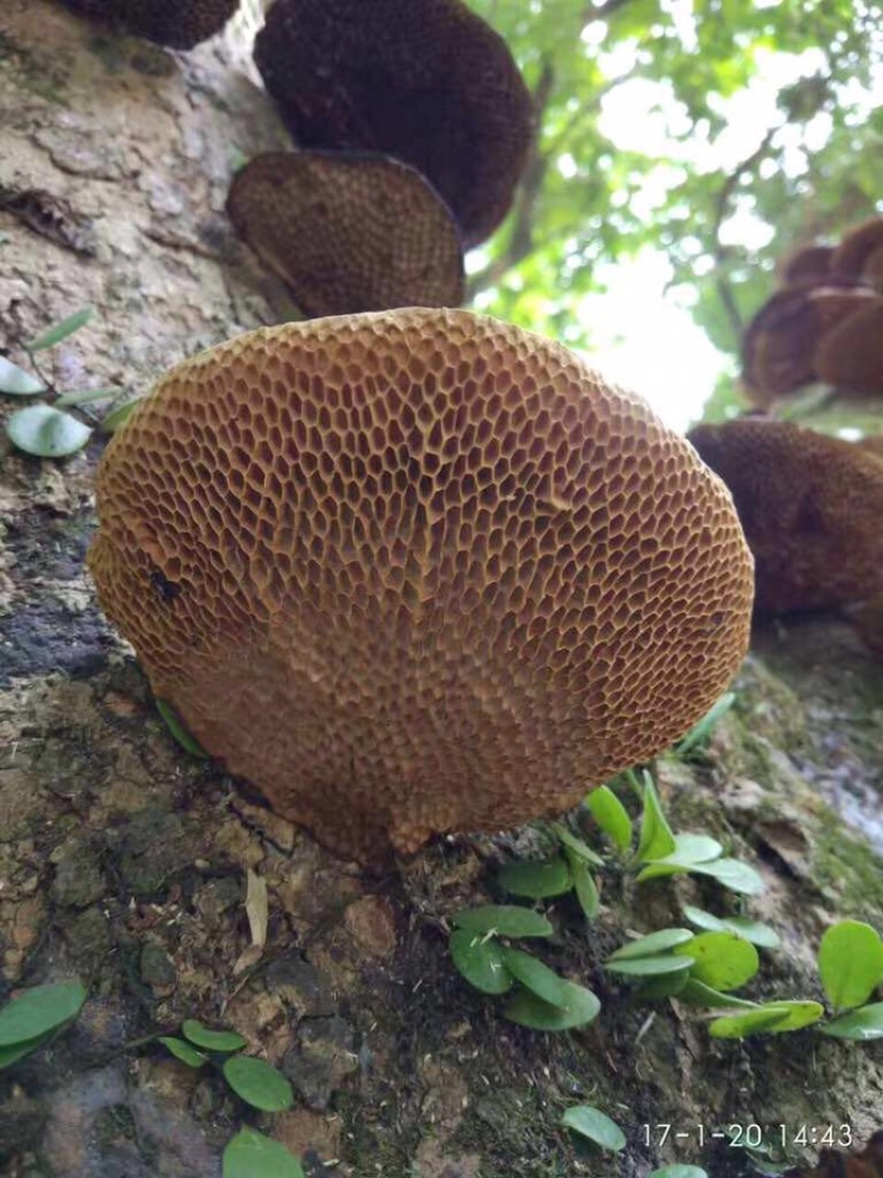 广西十万大山纯野生蜂窝灵芝500g毛蜂窝菌蜂窝层孔菌包邮