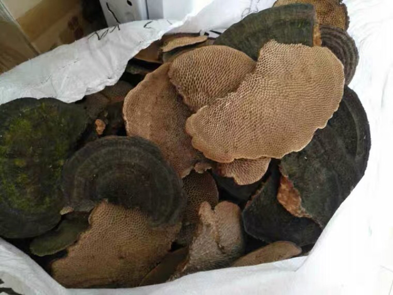广西十万大山纯野生蜂窝灵芝500g毛蜂窝菌蜂窝层孔菌包邮