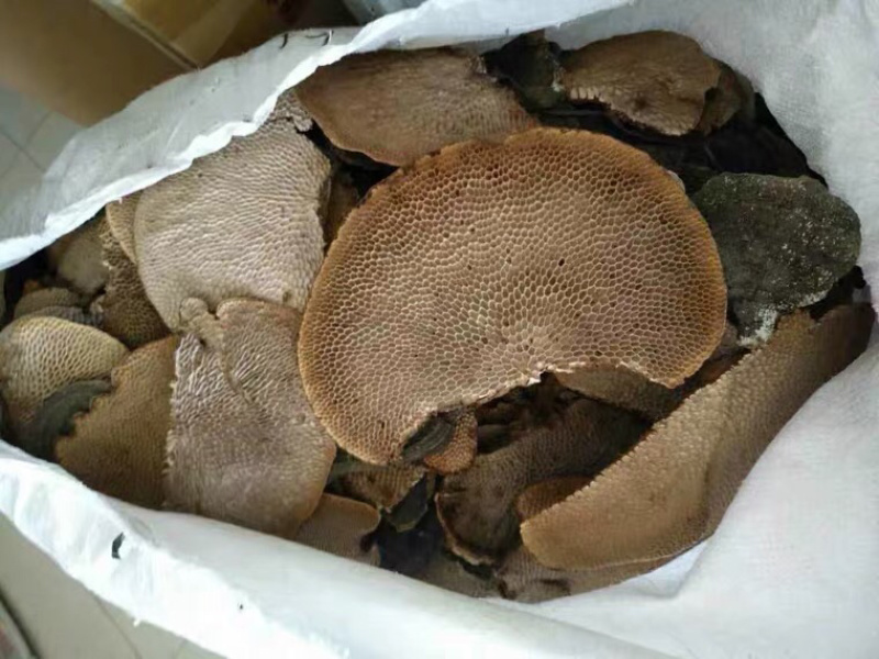 广西十万大山纯野生蜂窝灵芝500g毛蜂窝菌蜂窝层孔菌包邮