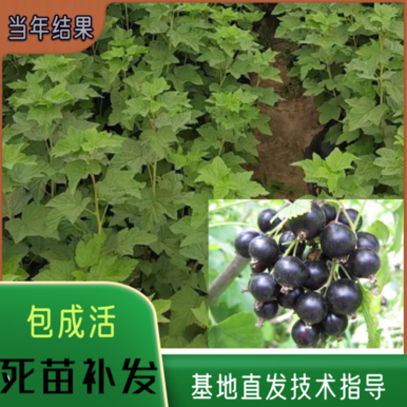 黑加仑苗黑豆苗树葡萄苗原产地一手货了死苗补发