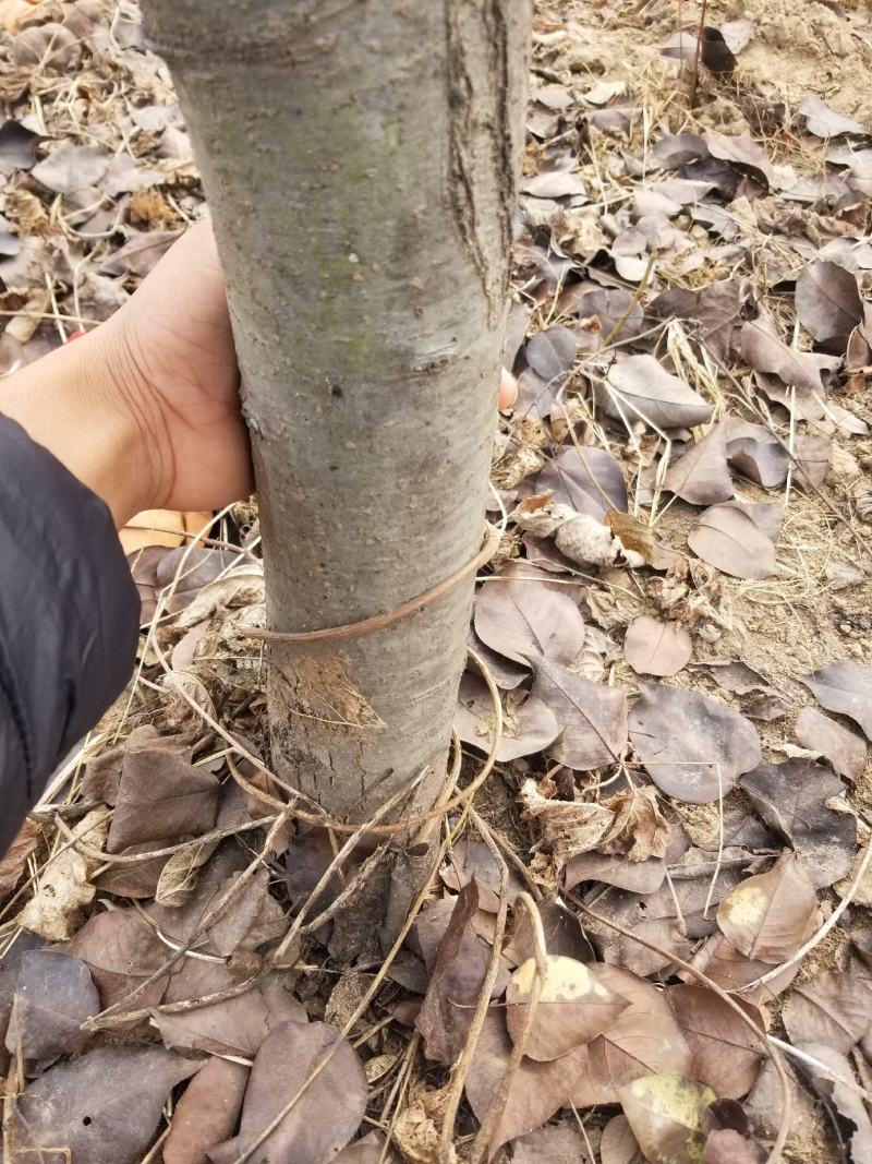 晚秋黄梨树