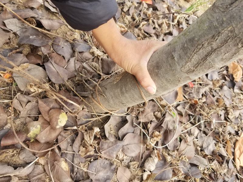 晚秋黄梨树