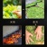 武夷山正山小种红茶300g礼盒装包邮批发支持定制
