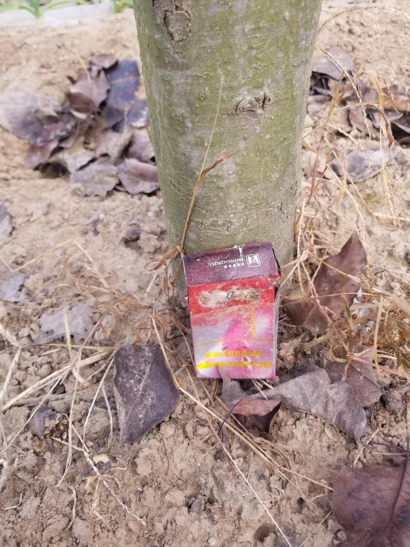 秋月梨树