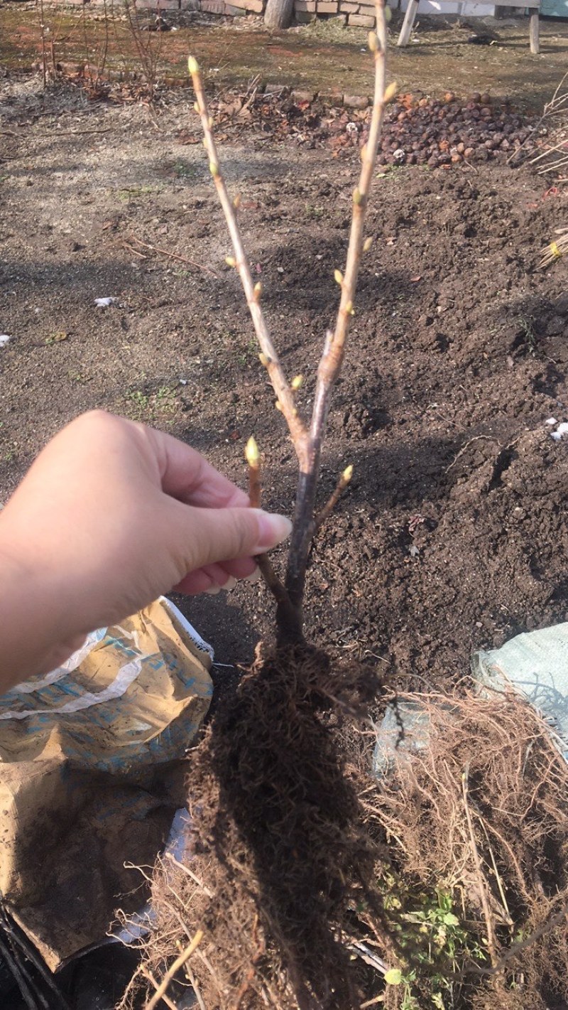 黑加仑苗黑豆苗树葡萄苗原产地一手货了死苗补发