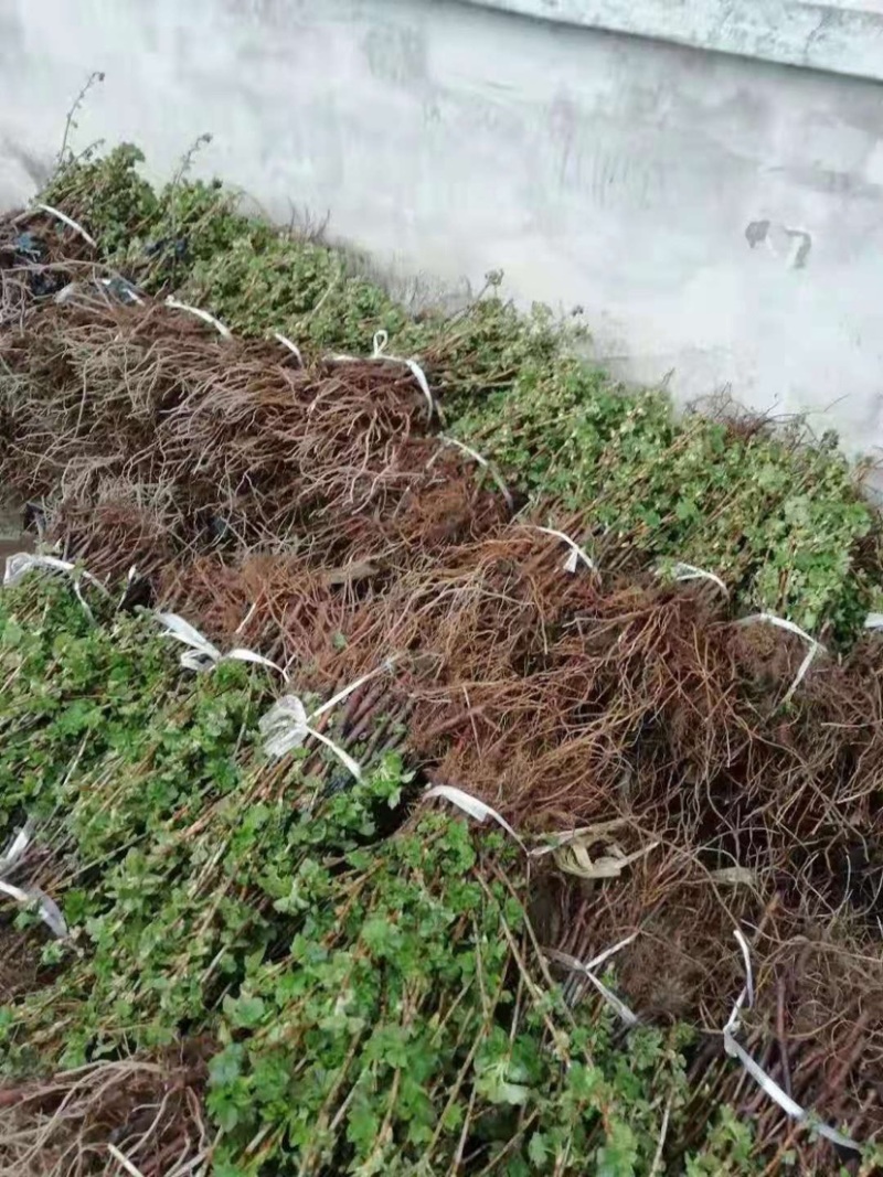 黑加仑苗黑豆苗树葡萄苗原产地一手货了死苗补发