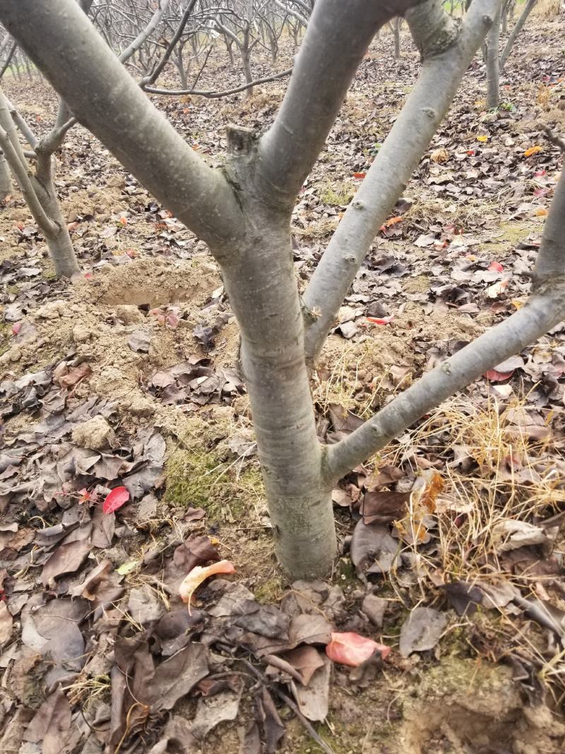 秋月梨树