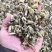 益母草保证正品不满意可退换货农副产品
