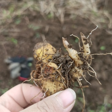 黄精苗，多花姜形黄精苗，黄精块茎苗，老虎姜苗，全芽黄精苗
