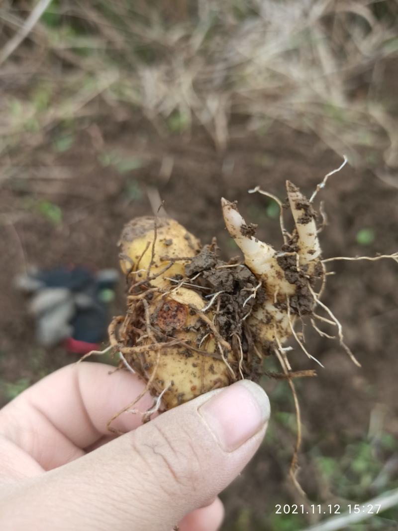 黄精苗，多花姜形黄精苗，黄精块茎苗，老虎姜苗，全芽黄精苗