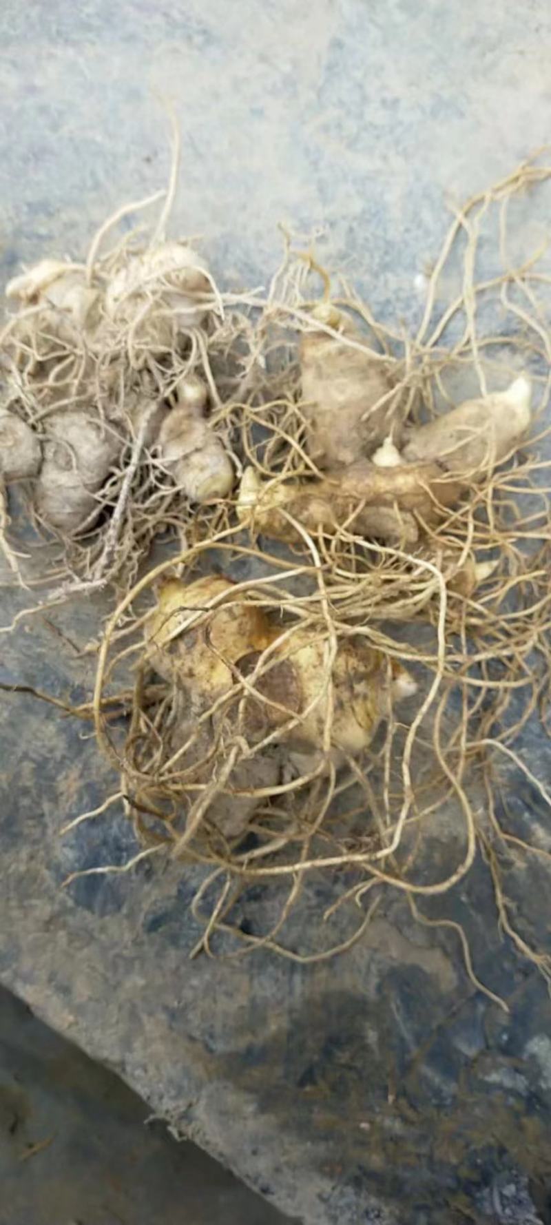 黄精苗，多花姜形黄精苗，黄精块茎苗，老虎姜苗，全芽黄精苗