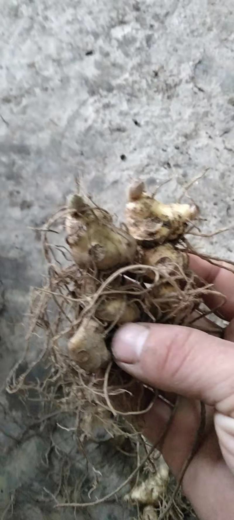 黄精苗，多花姜形黄精苗，黄精块茎苗，老虎姜苗，全芽黄精苗