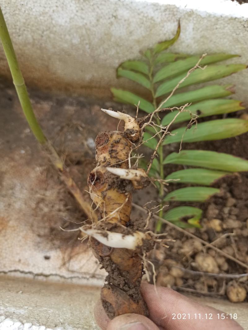 黄精苗，多花姜形黄精苗，黄精块茎苗，老虎姜苗，全芽黄精苗