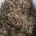透骨草中草药各种草药类批发无硫正品净货