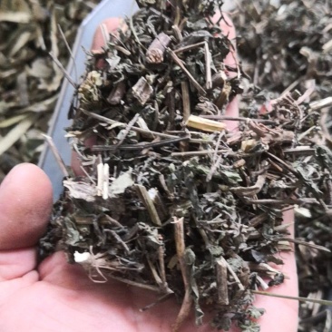 旱莲草墨旱莲保证正品不满意可退换货