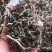 旱莲草墨旱莲保证正品不满意可退换货