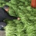 精品无茎豆价格便宜欢迎订购，