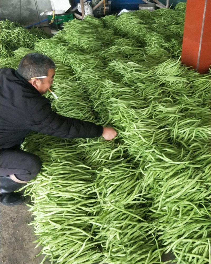 精品无茎豆价格便宜欢迎订购，